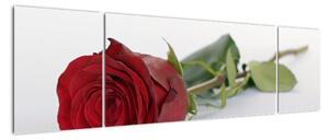 Obraz červené ruže (Obraz 170x50cm)