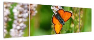 Moderný obraz motýľa na lúke (Obraz 170x50cm)