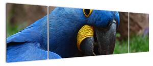 Obraz - papagáj (Obraz 170x50cm)