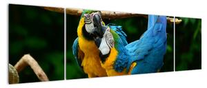 Obraz papagájov na lane (Obraz 170x50cm)