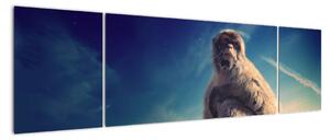 Obraz opice - obrazy zvierat (Obraz 170x50cm)