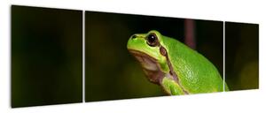 Obraz žaby (Obraz 170x50cm)