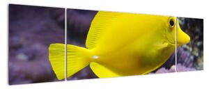 Obraz - žlté ryby (Obraz 170x50cm)