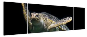 Obraz korytnačky - moderné obrazy (Obraz 170x50cm)