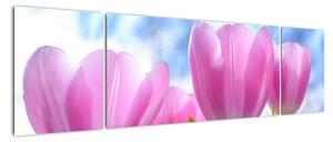 Obraz ružových tulipánov (Obraz 170x50cm)