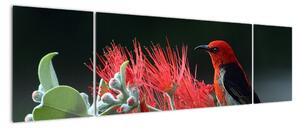 Obraz vtákov - červená (Obraz 170x50cm)