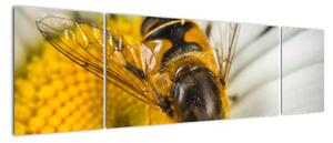 Obraz - detail včely (Obraz 170x50cm)