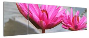 Obraz dvoch kvetov (Obraz 170x50cm)