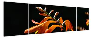 Obraz detailu kvety (Obraz 170x50cm)