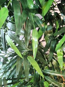 Umelý Bambus 160cm