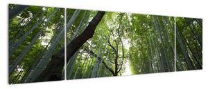 Obraz lesov (Obraz 170x50cm)