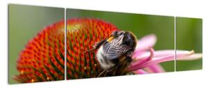 Obraz včely na kvete (Obraz 170x50cm)