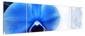 Obraz s orchideí (Obraz 170x50cm)
