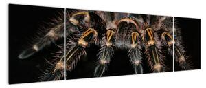 Obraz - Tarantula (Obraz 170x50cm)
