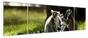 Obraz lemurov (Obraz 170x50cm)