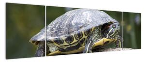 Obraz suchozemské korytnačky (Obraz 170x50cm)