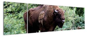 Obraz s americkým bizónom (Obraz 170x50cm)