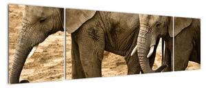Slon, obraz (Obraz 170x50cm)