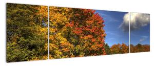 Jesenné stromy - obraz (Obraz 170x50cm)