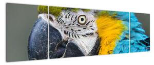 Papagáj - obraz (Obraz 170x50cm)