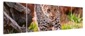 Mláďa leoparda - obraz do bytu (Obraz 170x50cm)
