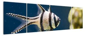 Ryba - obraz (Obraz 170x50cm)