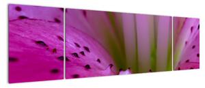 Detail kvetu - moderný obraz (Obraz 170x50cm)