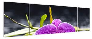 Kvet orchidey - obraz (Obraz 170x50cm)