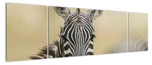 Zebra - obraz (Obraz 170x50cm)