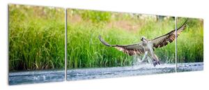 Fotka loviaceho orla - obraz (Obraz 170x50cm)
