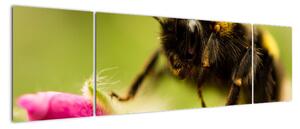 Včela - obraz (Obraz 170x50cm)