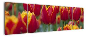 Tulipánové polia - obraz (Obraz 170x50cm)