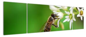 Fotka včely - obraz (Obraz 170x50cm)