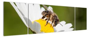Včela na sedmokráske - obraz (Obraz 170x50cm)
