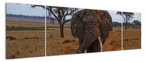 Obraz slona (Obraz 170x50cm)
