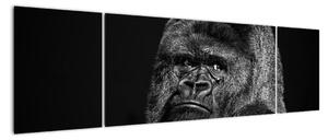 Obraz opice (Obraz 170x50cm)