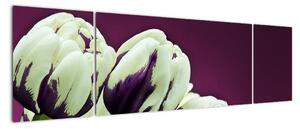 Makro tulipánov - obraz (Obraz 170x50cm)