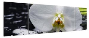 Kvet orchidey - obraz na stenu (Obraz 170x50cm)