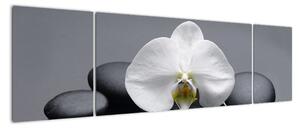 Kvet orchidey - moderný obraz (Obraz 170x50cm)
