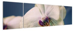 Obraz orchidey (Obraz 170x50cm)