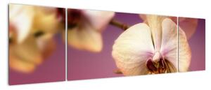 Obraz - orchidea (Obraz 170x50cm)