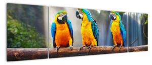 Obraz - papagáje (Obraz 170x50cm)