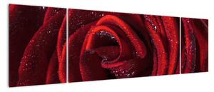 Detail ruže, obraz (Obraz 170x50cm)