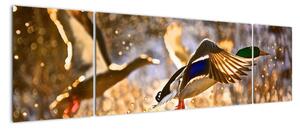 Letiaci kačice - obraz (Obraz 170x50cm)
