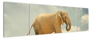 Slon na lane, obraz (Obraz 170x50cm)