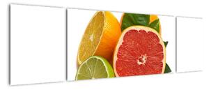 Citrusové plody - obraz (Obraz 170x50cm)