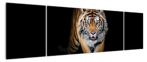 Tiger, obraz (Obraz 170x50cm)