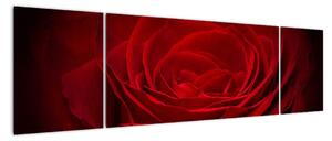Makro ruža - obraz (Obraz 170x50cm)