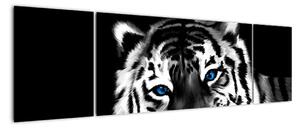 Obraz tigra s mláďaťom (Obraz 170x50cm)