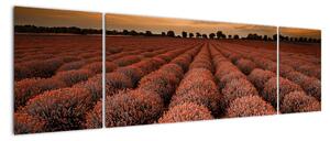 Kvetinové pole - obraz (Obraz 170x50cm)